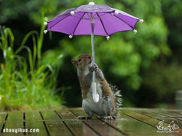 躲雨松鼠的撑伞萌照带给你一整天的好心情